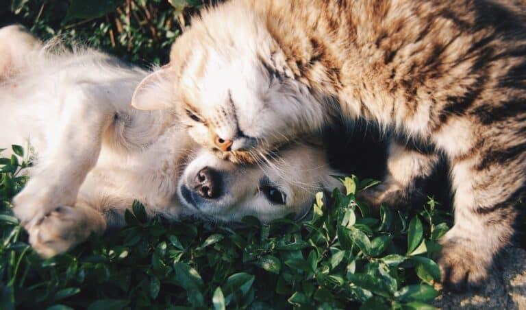 Cat and dog cuddling together on green grass.