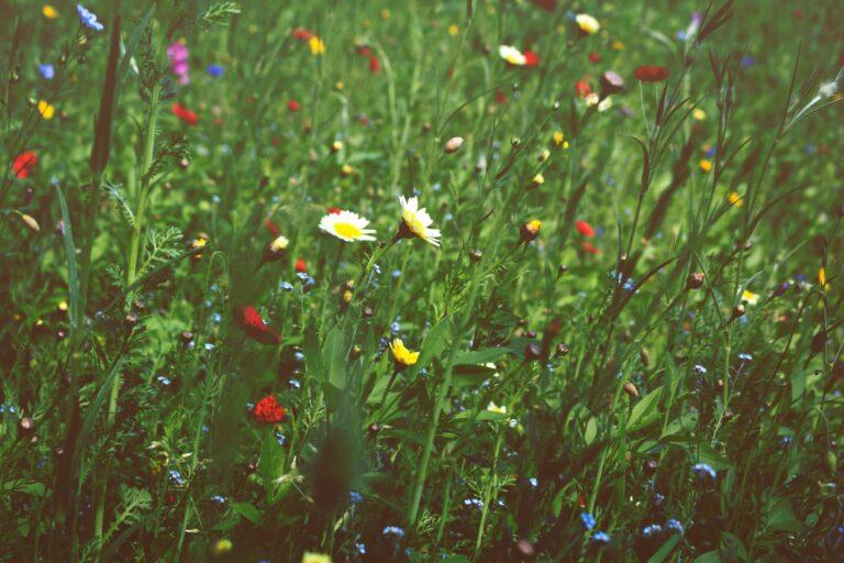 A vibrant meadow filled with wildflowers in various colors.
