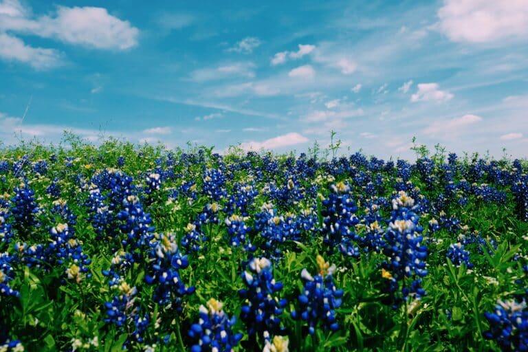 A field of vibrant bluebonnet flowers under a bright blue sky with scattered clouds.